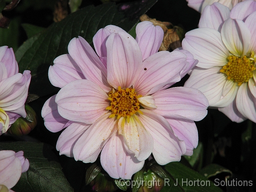 Dahlia D Pale Pink